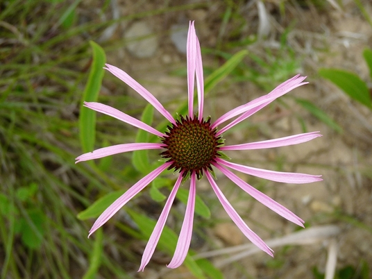 {Echinacea simulata}